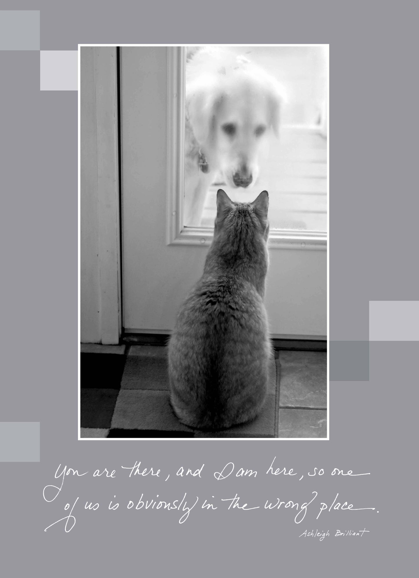 Cat and dog looking at each other through a door with text: "You are there, and I am here, so one of us is obviously in the wrong place."