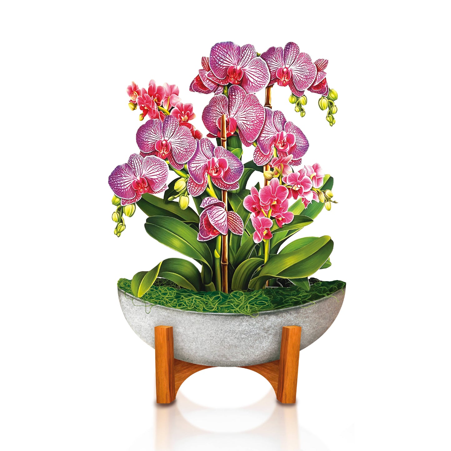 Mini Orchid Oasis Pop-up Greeting Card in stone planter, showcasing vibrant orchid blooms; ideal stationery store gift or home decor piece.