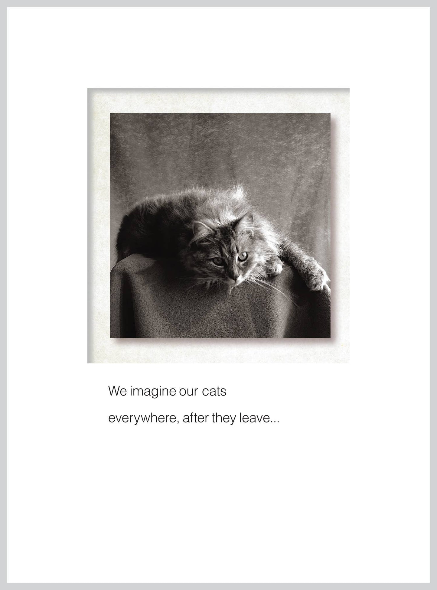 We imagine our cats Pet Sympathy Greeting Card