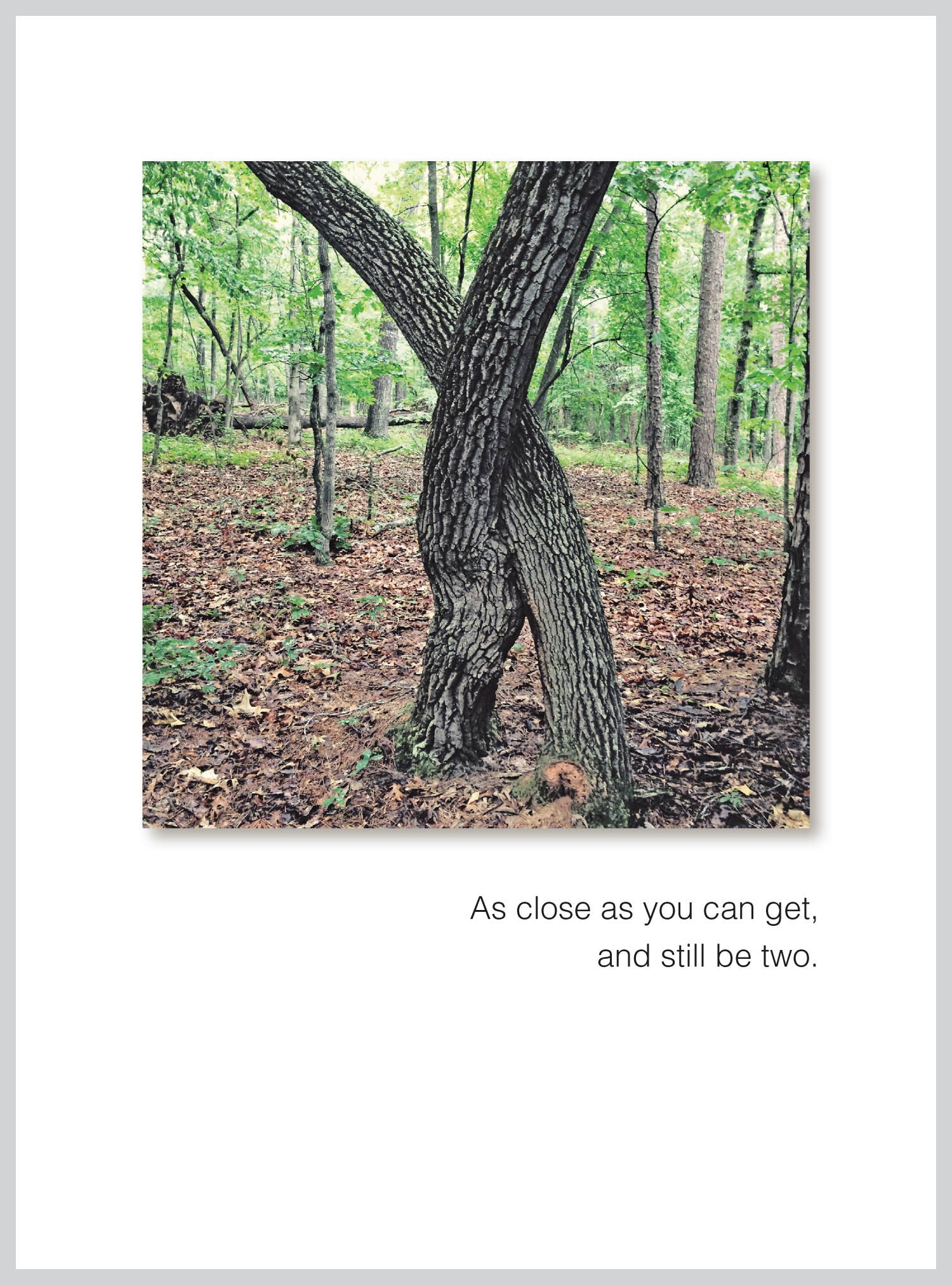 Anniversary Greeting Card with intertwined trees, "As close as you can get," text; stationery store; 5x6.75 inches eco-friendly USA product