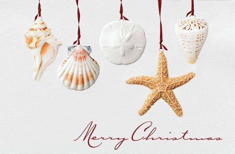Sea Shell Story - Deluxe Box Christmas
