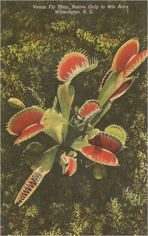 Postcard - Venus Fly Trap, Wilmington