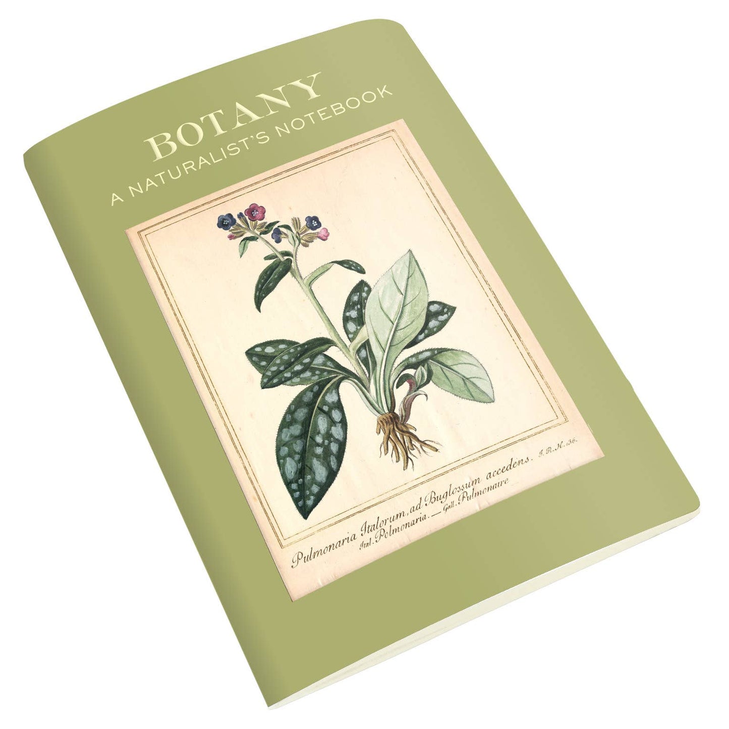 Botany Naturalist's Notebook with plant illustration, ideal for discoveries and notes, available at stationery store.