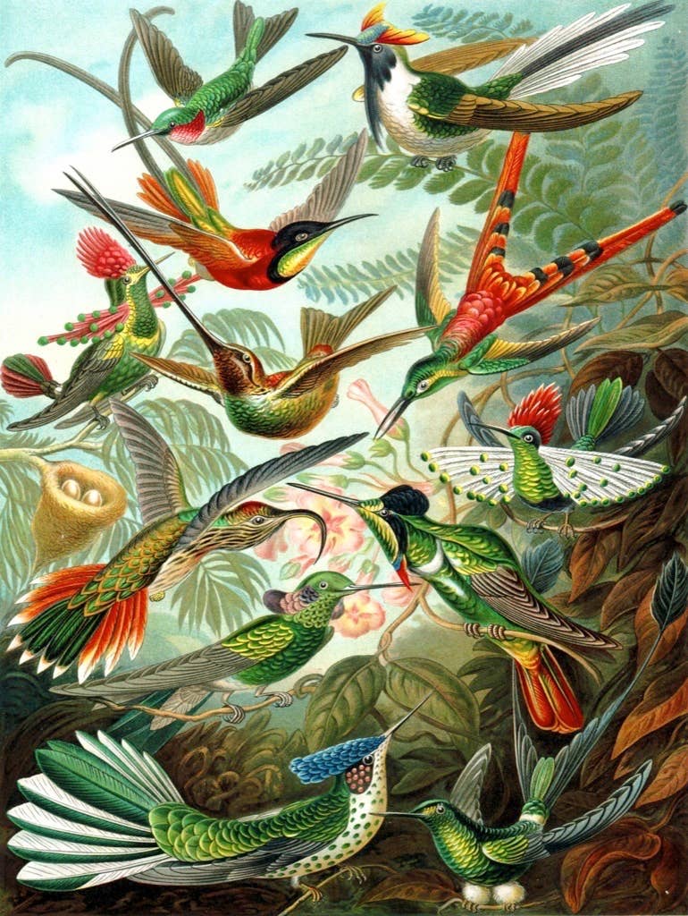 Colorful hummingbirds illustrated on a vintage magazine cover, featured in a 1000 piece jigsaw puzzle. Available at stationery stores.