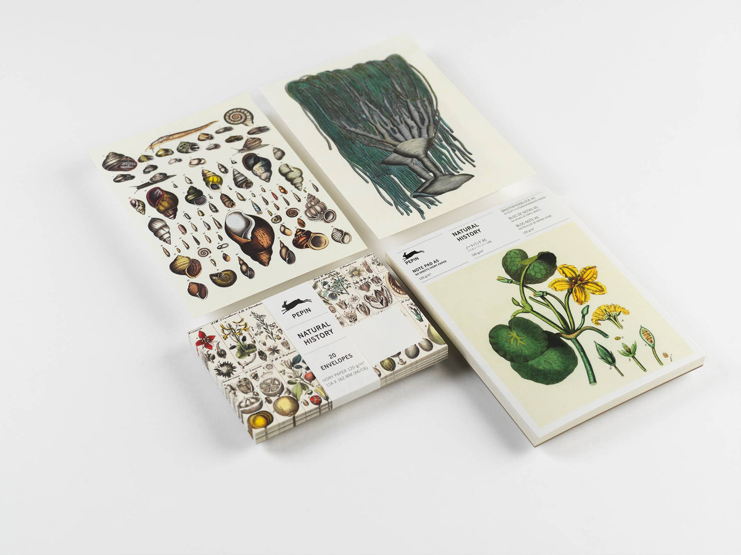 Natural History A5 Notepad with illustrated designs, premium ivory paper for writing or drawing. Available at stationery store.