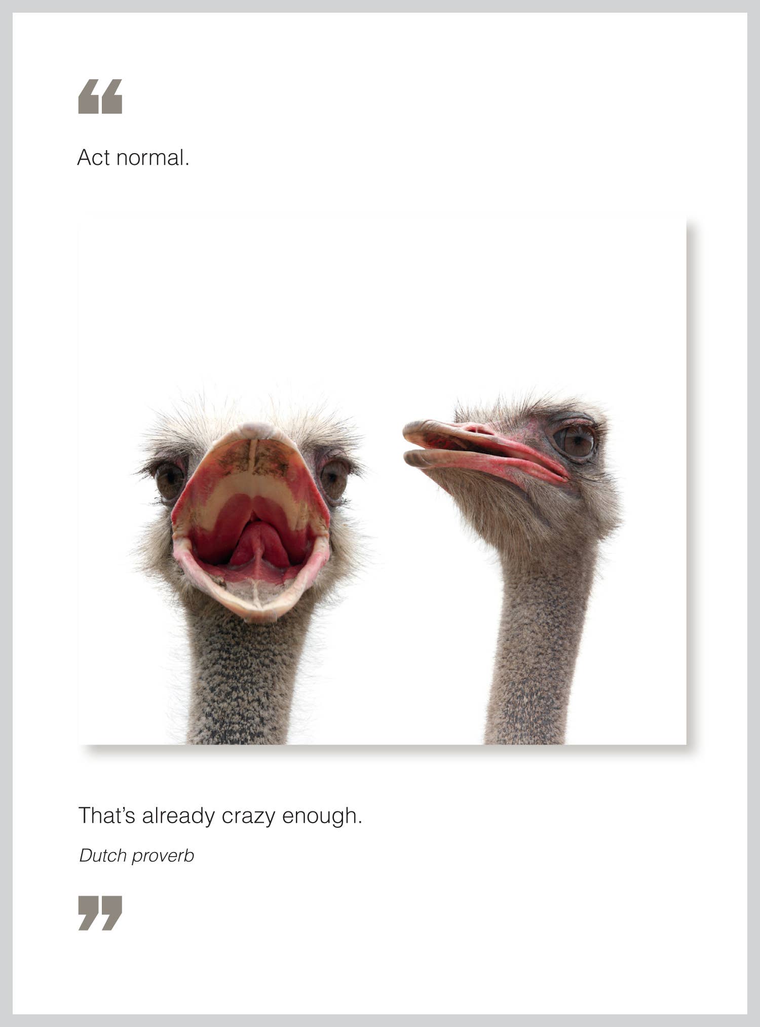 Alt Tag: 'Act Normal Birthday Greeting Card with Ostriches, Stationery Store, Made in USA, Eco-Friendly, Six-Pack with Envelopes'