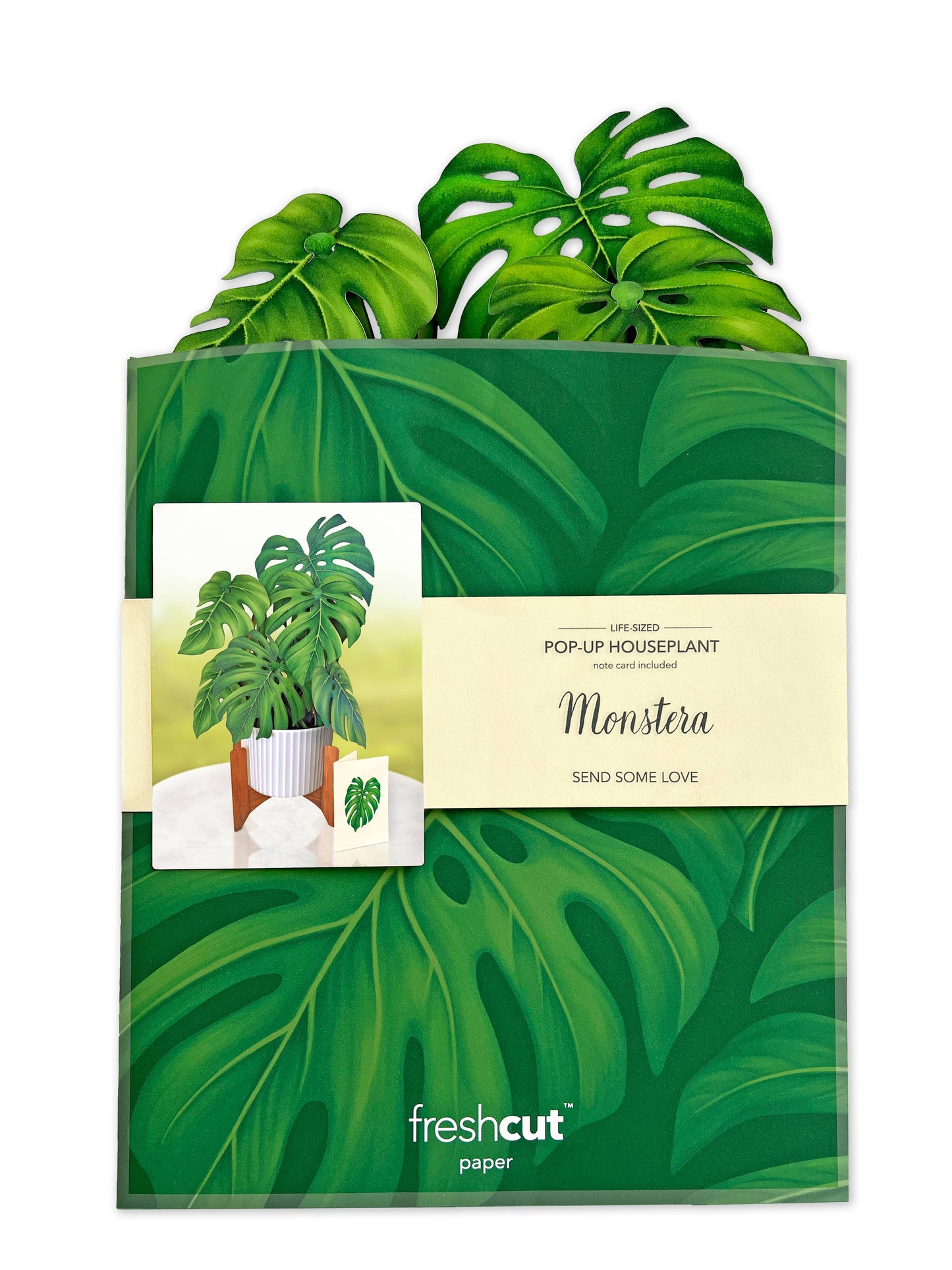 Monstera Plant Pop-up Greeting Card with mahogany stand and white planter from stationery store