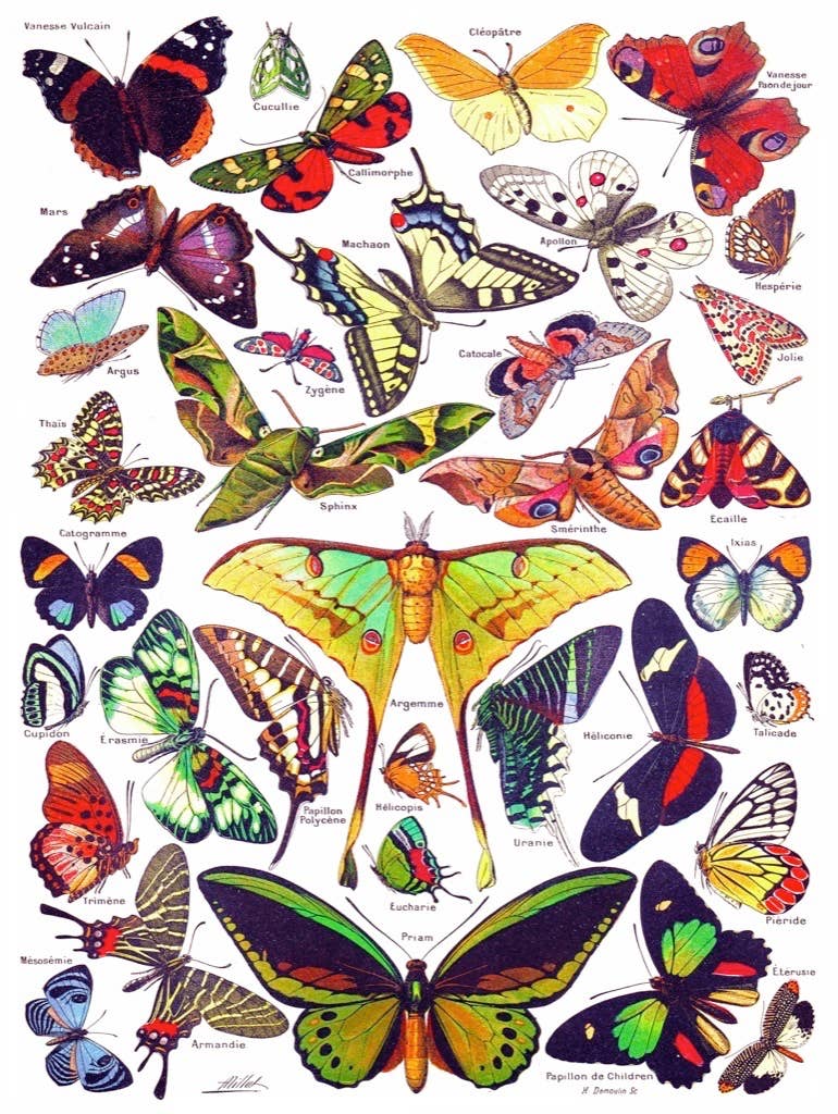 Butterflies ~ Papillons - 1000 Piece Jigsaw Puzzle