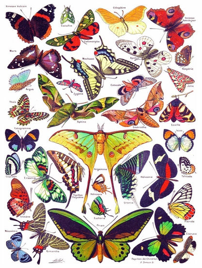 Beautiful butterfly illustration from Adolphe Philippe Milot as featured on the 'Butterflies ~ Papillons' 1000 Piece Jigsaw Puzzle at stationery store.