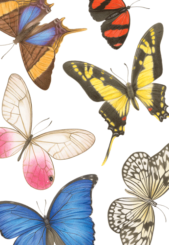 Butterflies -Blank
