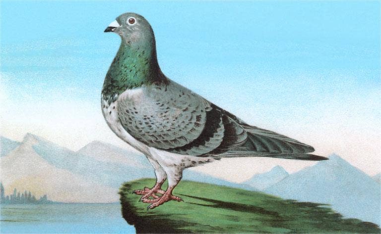 Postcard - Proud Pigeon