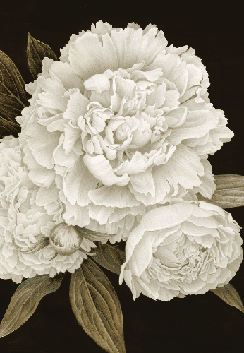 Blooms In Black And White -Sympathy