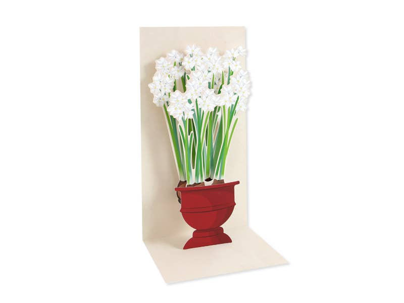 Christmas Paperwhites Boxed Card Set 6-Count