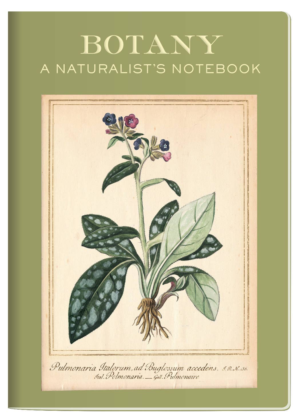 Botany Naturalist's Notebook with plant illustration, ideal for recording discoveries. Available at your local stationery store.