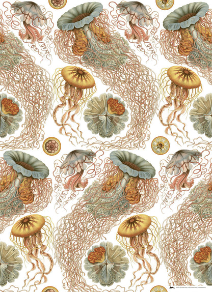 Art Forms In Nature Gift Paper Book illustration of jellyfish design, featured in stationery store collection, Vol. 83.