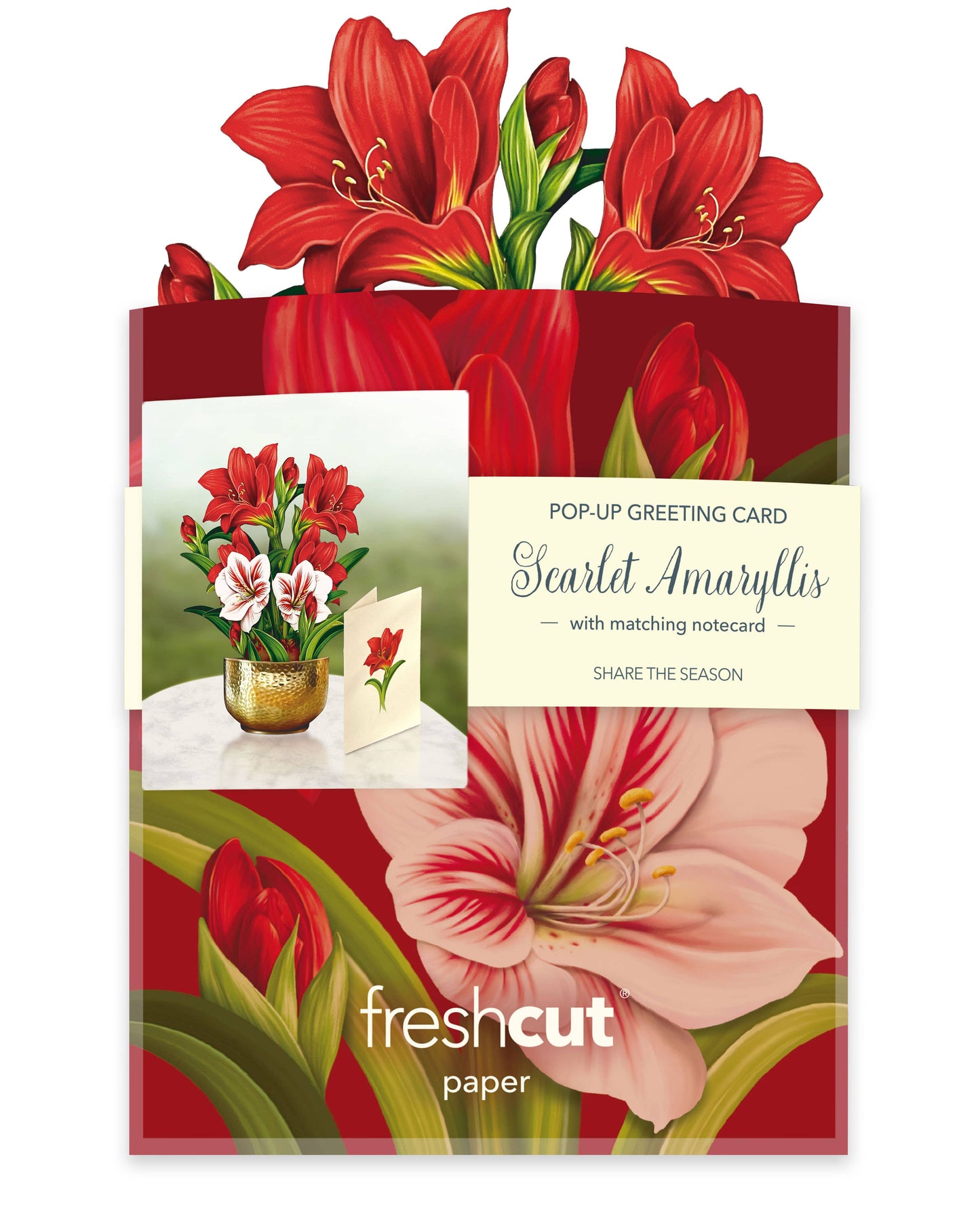 Mini Scarlett Amaryllis Pop-up Greeting Card