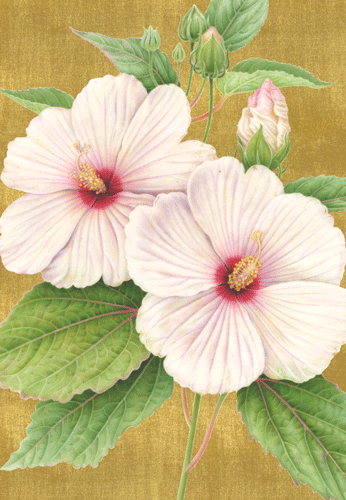 Hibiscus - Anniversary Card