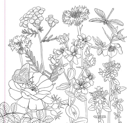Artist Coloring Book Studio Series - Wildflowers - available at Occasions Just Write